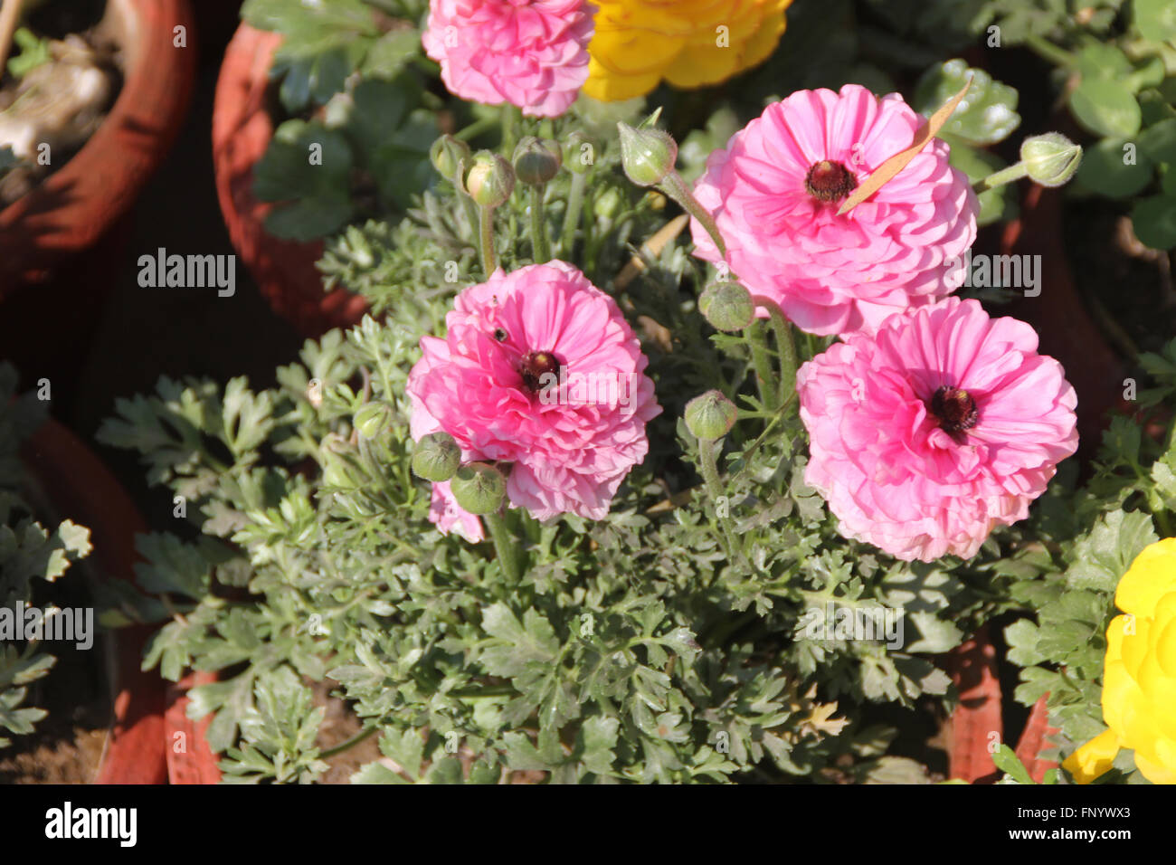 Ranunculus asiaticus, Persian buttercup, perennial ornamental herb, with 3-lobed lower leaves, double flowers on stalks Stock Photo
