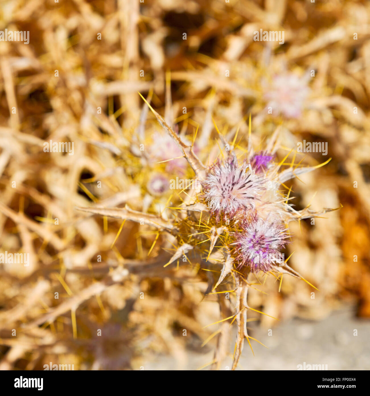 in the grass and abstract background purple flower Stock Photo - Alamy