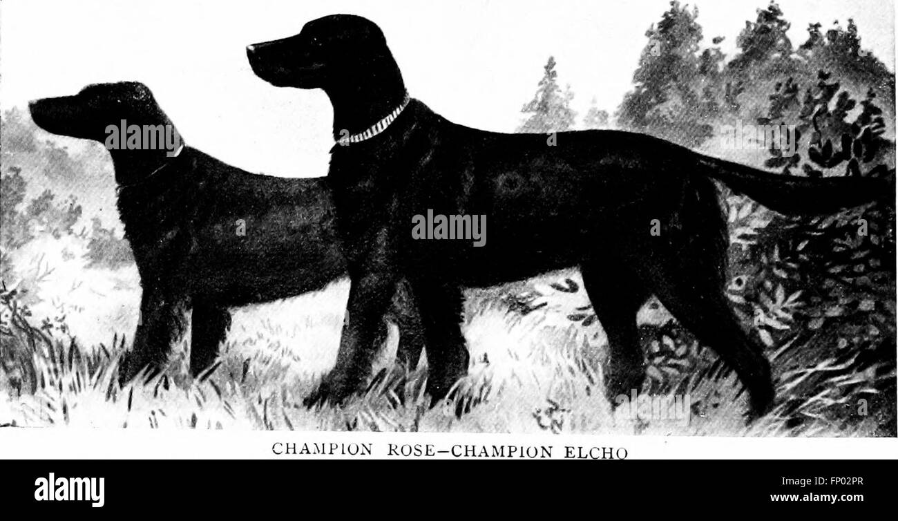 The dog book. A popular history of the dog, with practical information