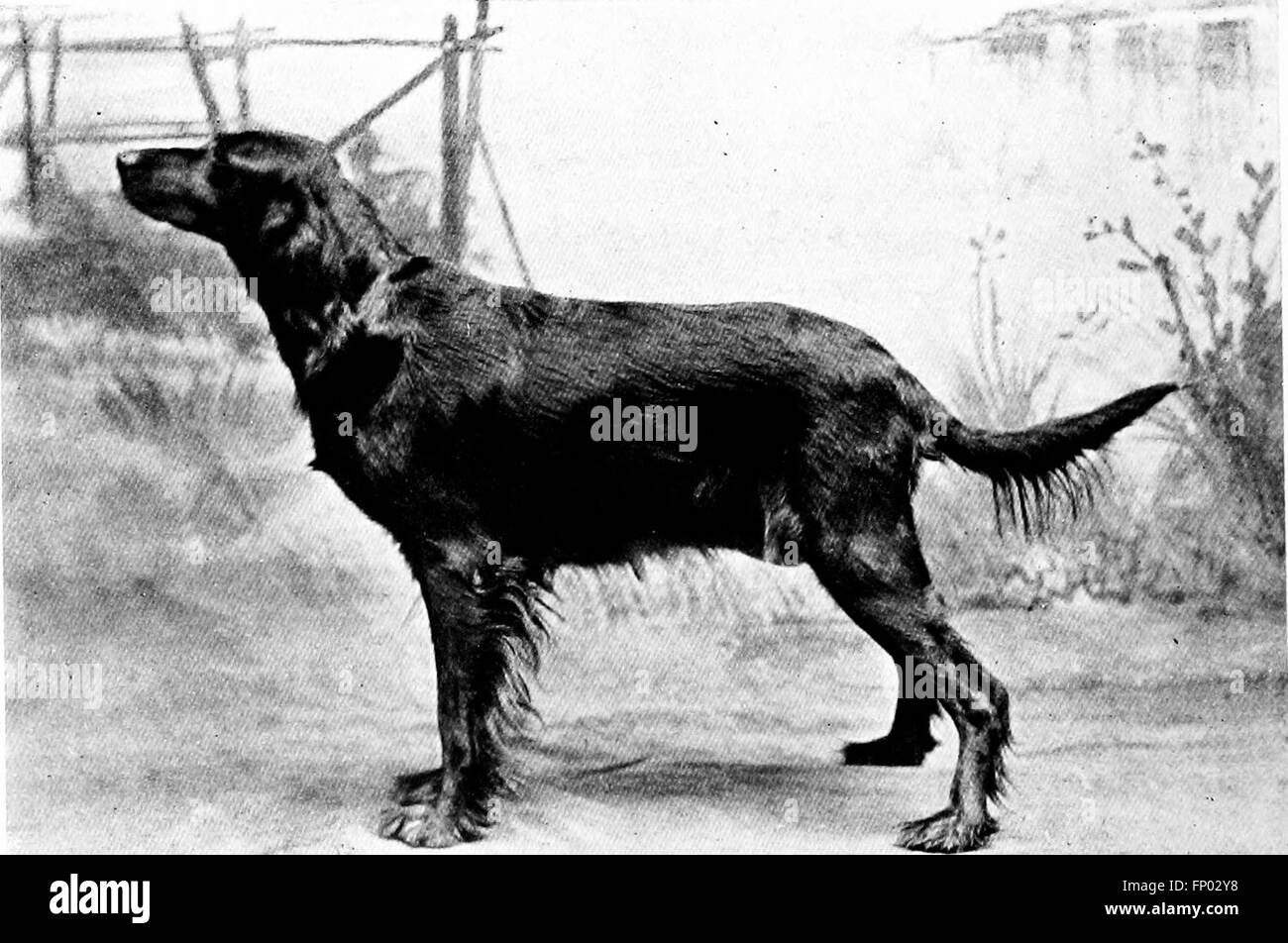 The dog book. A popular history of the dog, with practical information