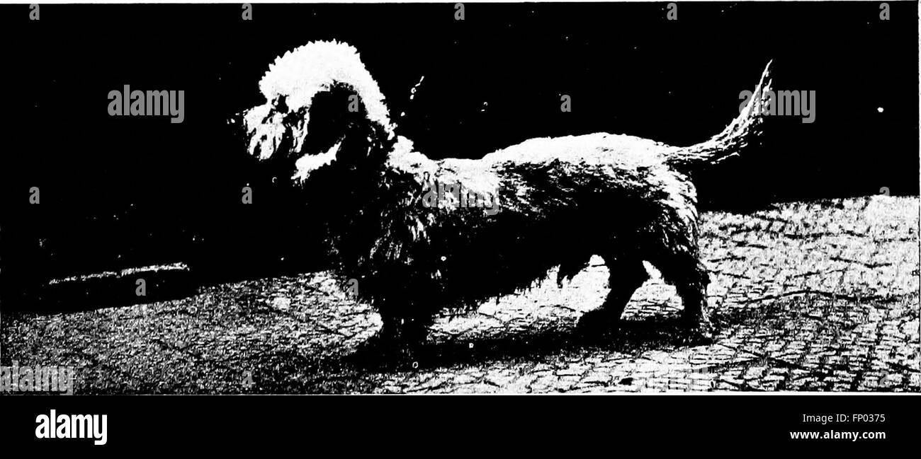 The dog book a popular history of the dog, with practical information