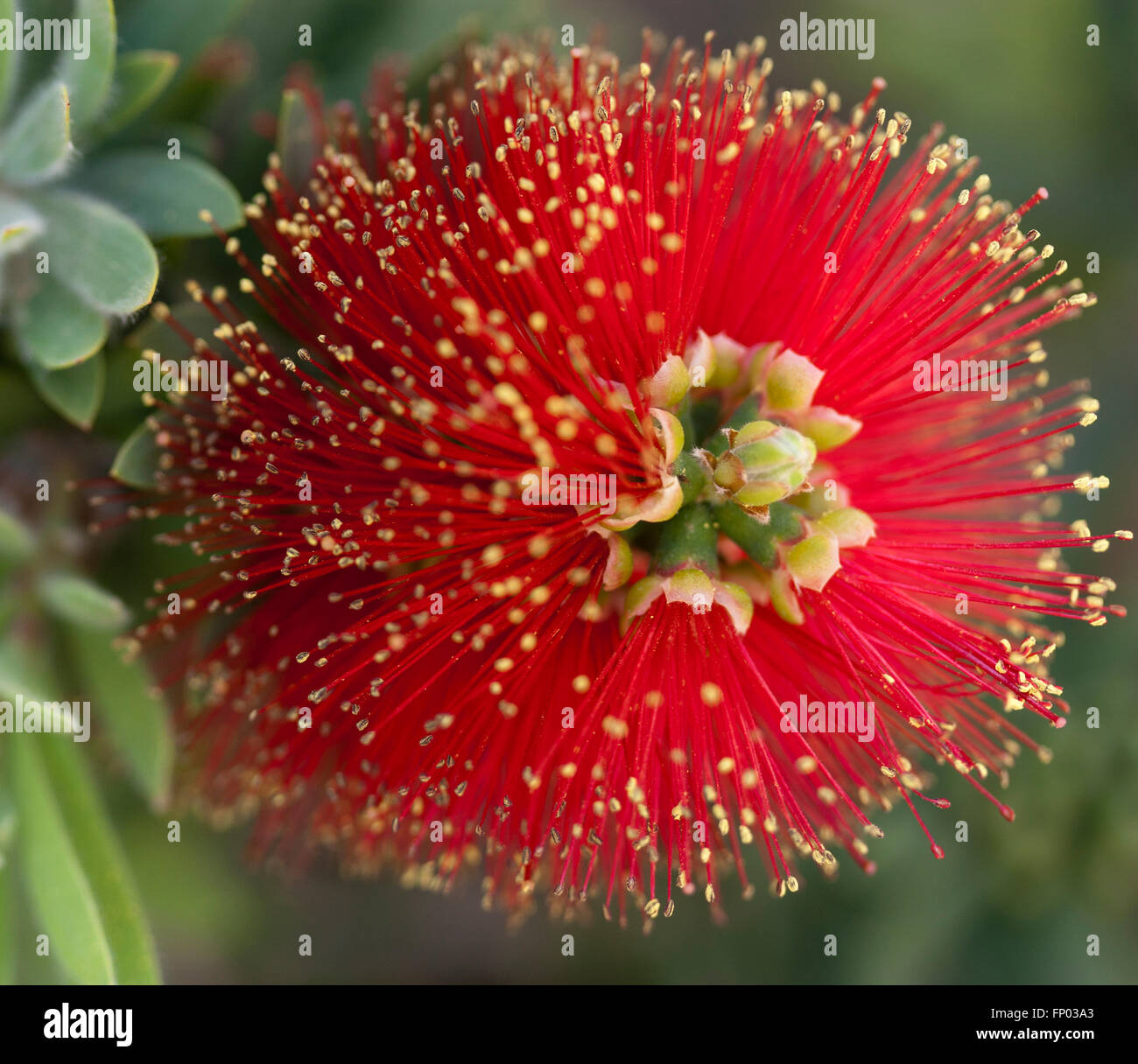Red Pohutakawa Flower growing in Arizona Stock Photo Alamy