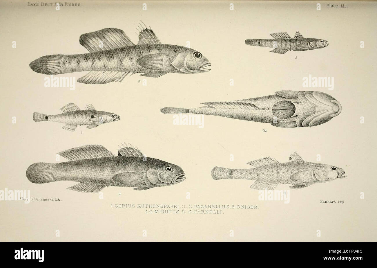 Types Of Fish In Ireland Detailed study of various fish species hi-res stock photography and ...