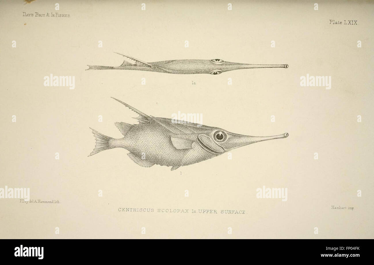 Types Of Fish In Ireland 'The Fishes of Great Britain and Ireland' (Plate LXIX) offers a ...