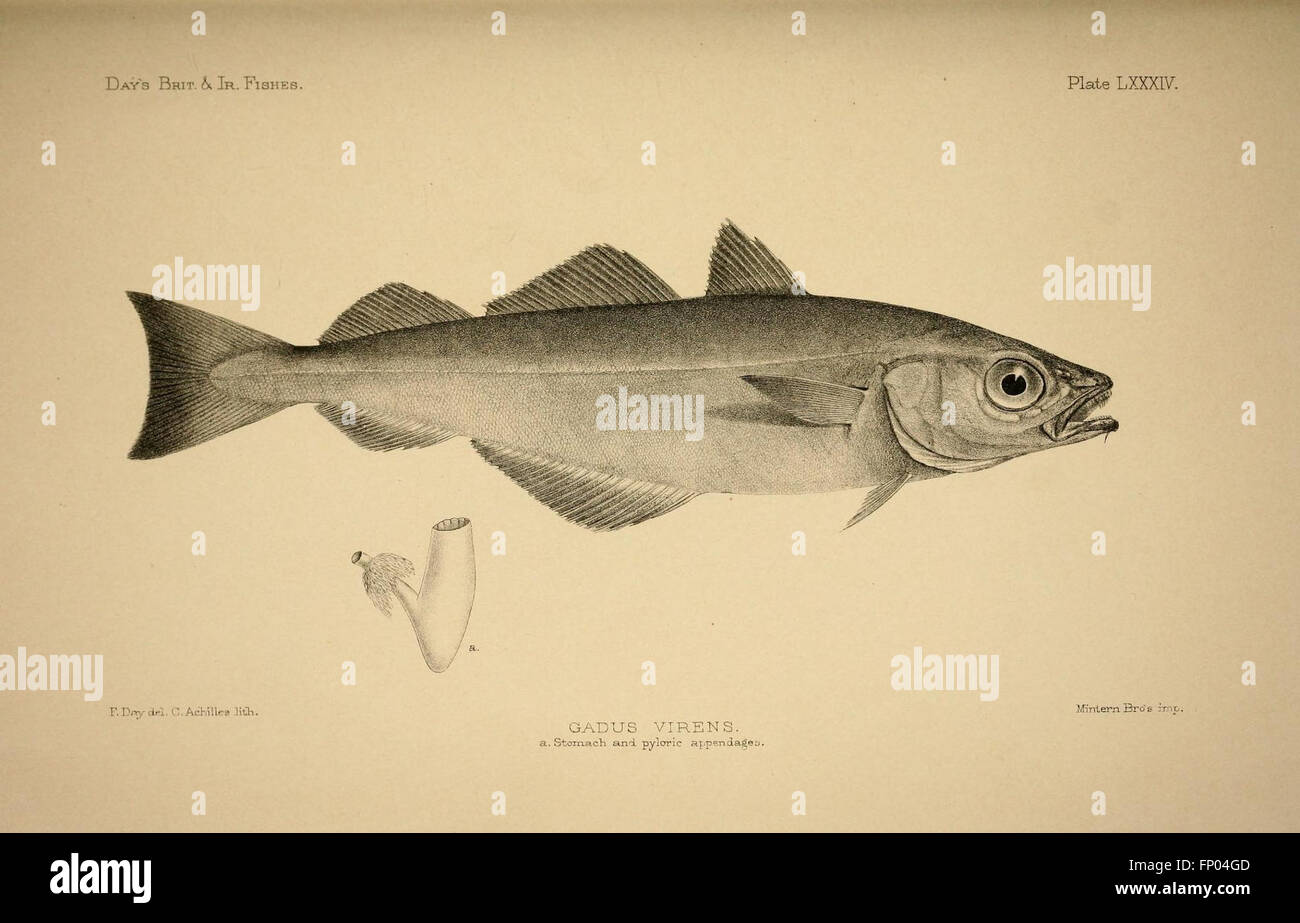 Plate LXXXIV of 'The Fishes of Great Britain and Ireland' showcases a ...