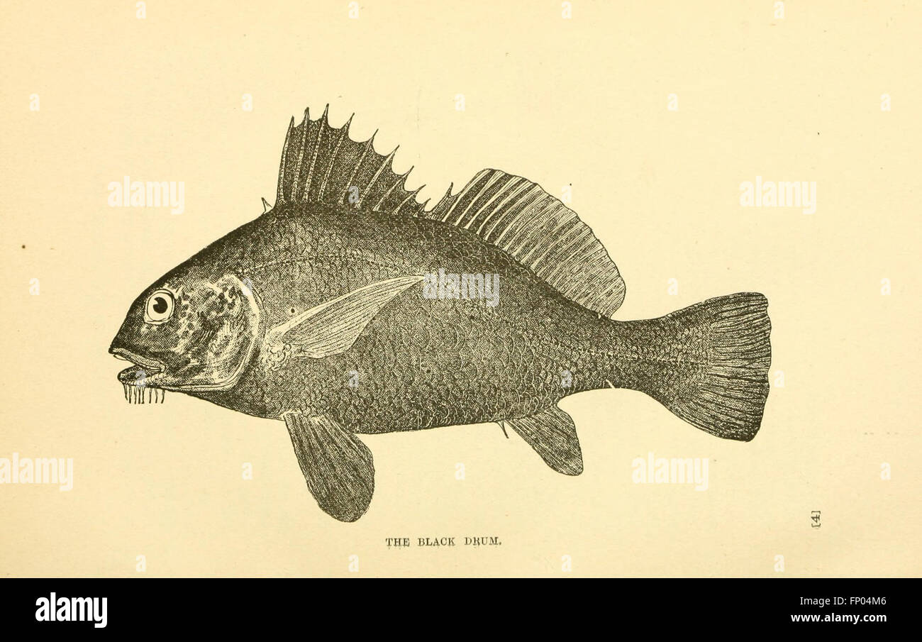 The fishes of the east Atlantic coast (Plate 7) Stock Photo
