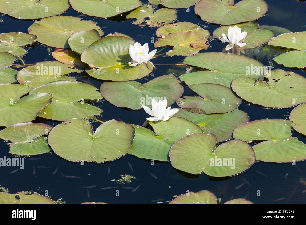 Bosherston Water Lily Ponds, Stackpole Estate, Pembrokeshire,Wales,U.K ...
