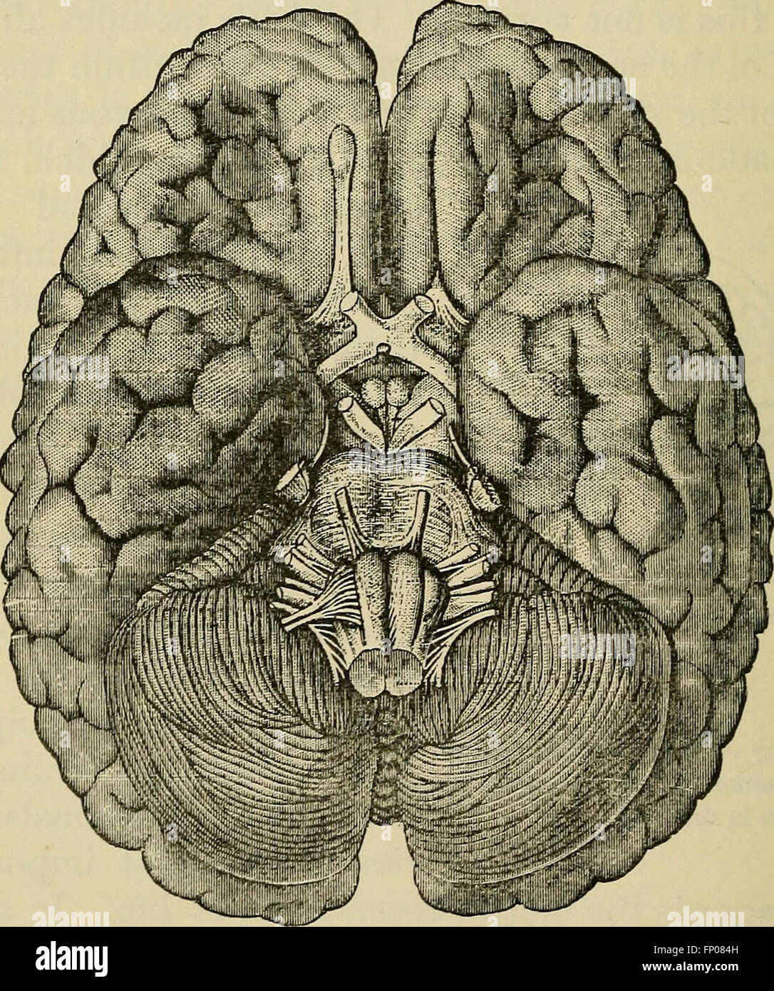The outlines of anatomy, physiology, and hygiene. Being an edition of The essentials of anatomy, physiology, and hygiene, rev. to conform to the legislation making the effects of alcohol and other Stock Photo