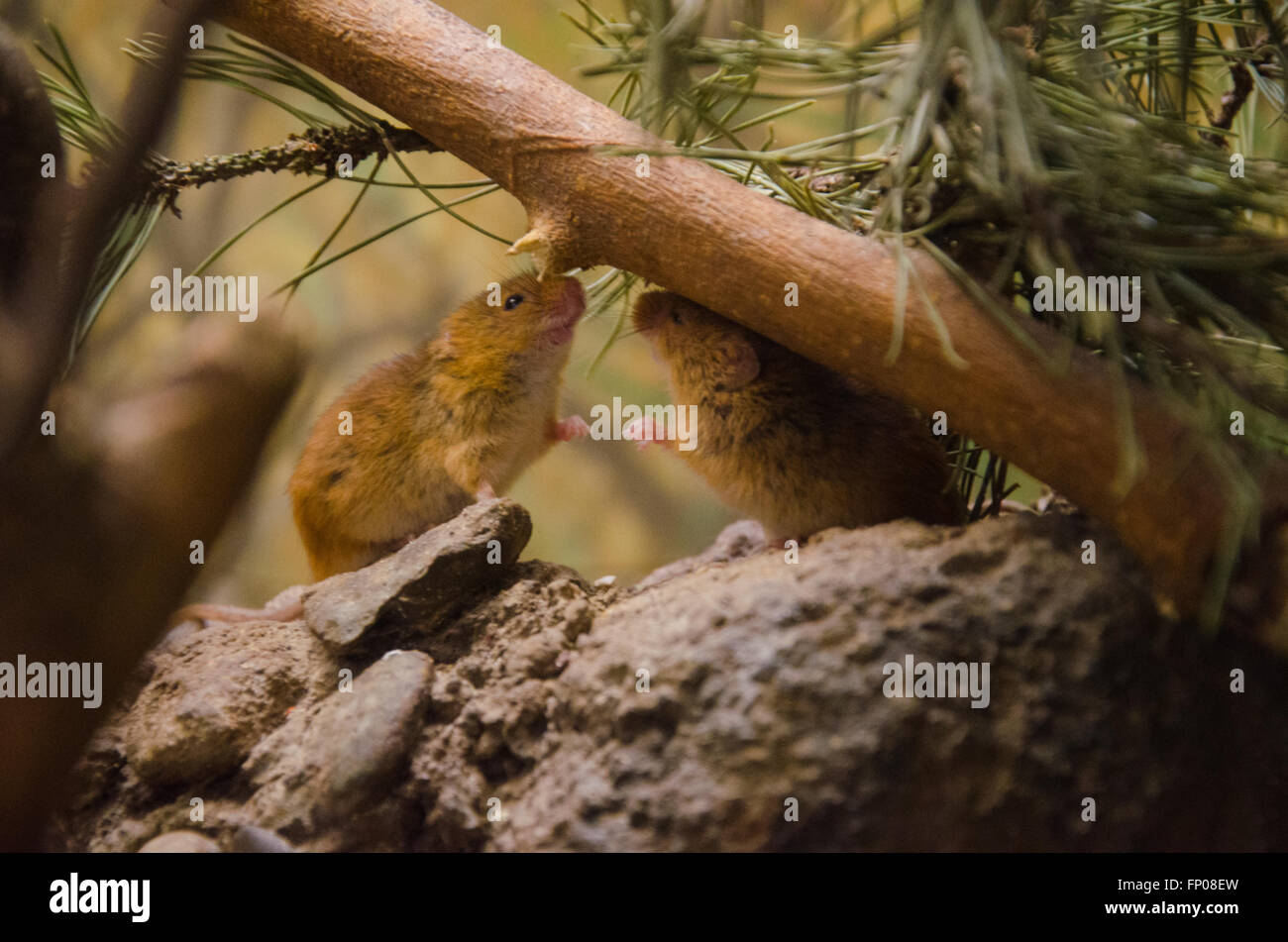 Little mice greeting each other Stock Photo