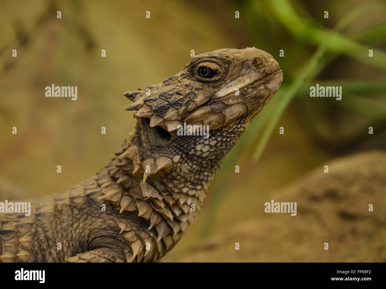 Giant girdled lizard posing Stock Photo