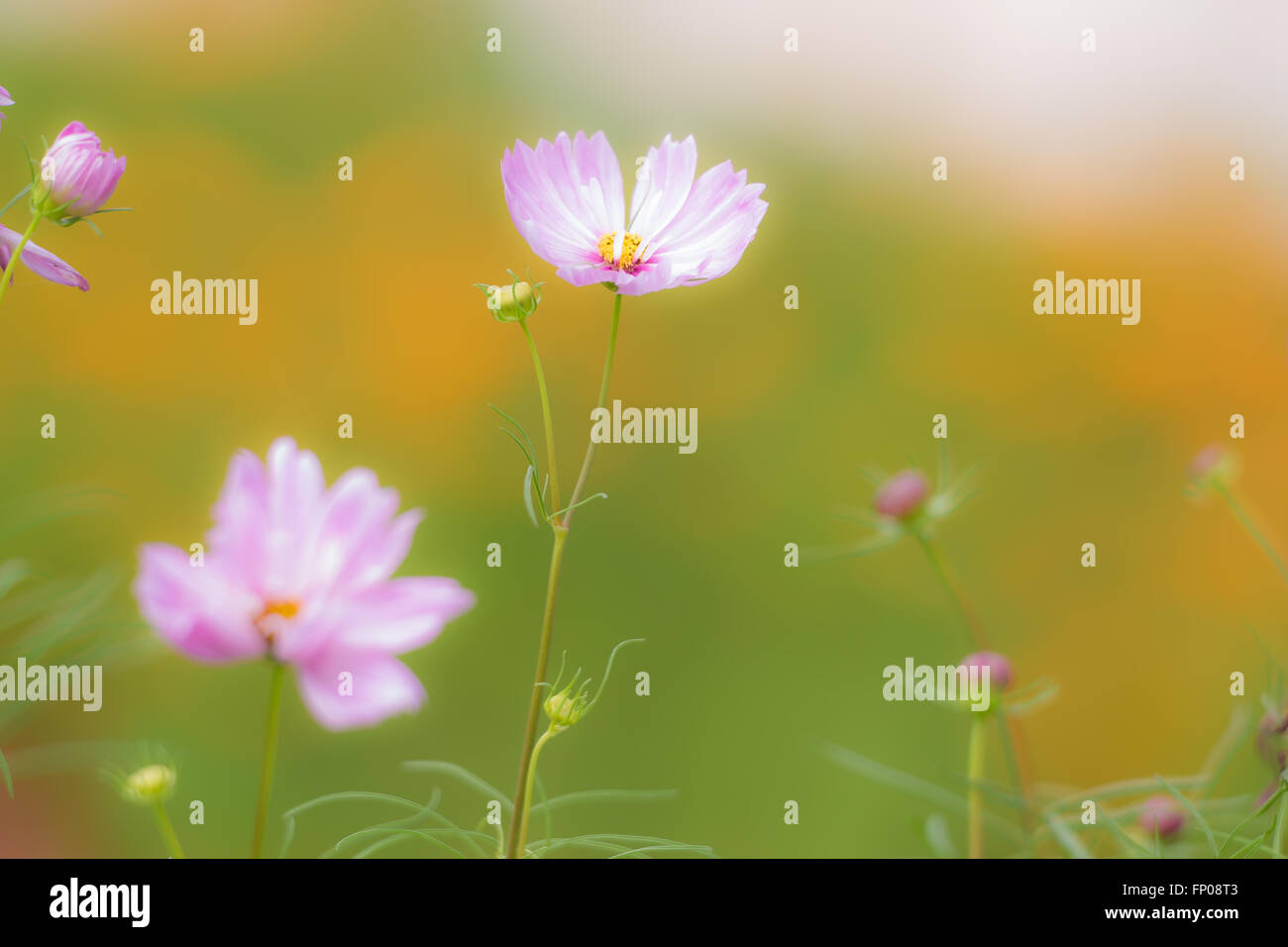 Field cosmos flower hi-res stock photography and images - Alamy
