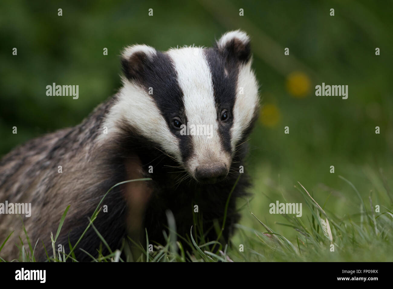 A Young Eurasian Badger (Meles meles) on a garden lawn looking directly at the viewer Stock Photo