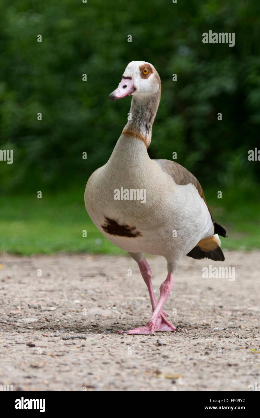 Portrait of an Egyptian Goose (Alopochen aegyptiaca), Hampden Park, Eastbourne, Easy Sussex, UK Stock Photo