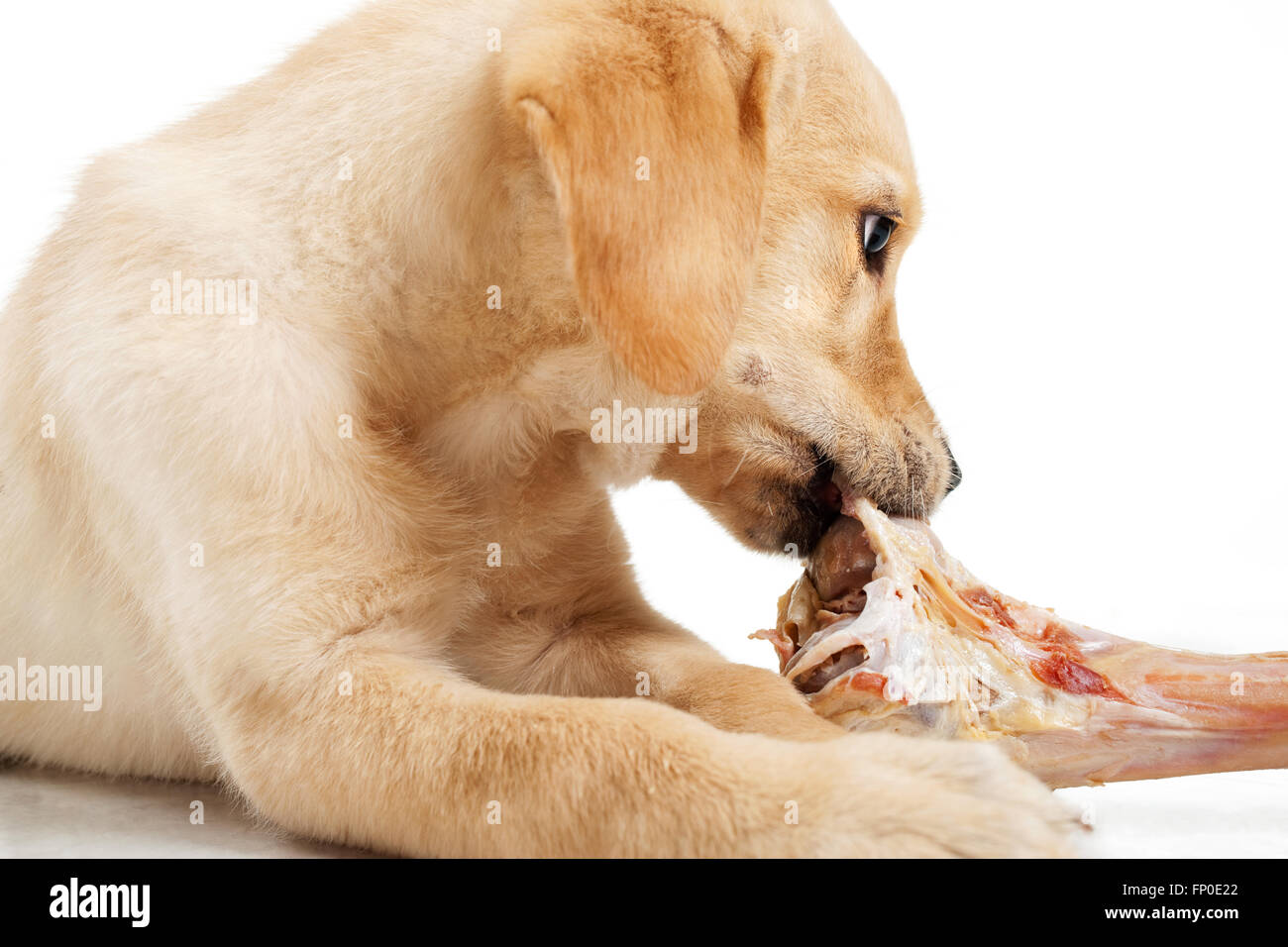 Labrador favourite food sales