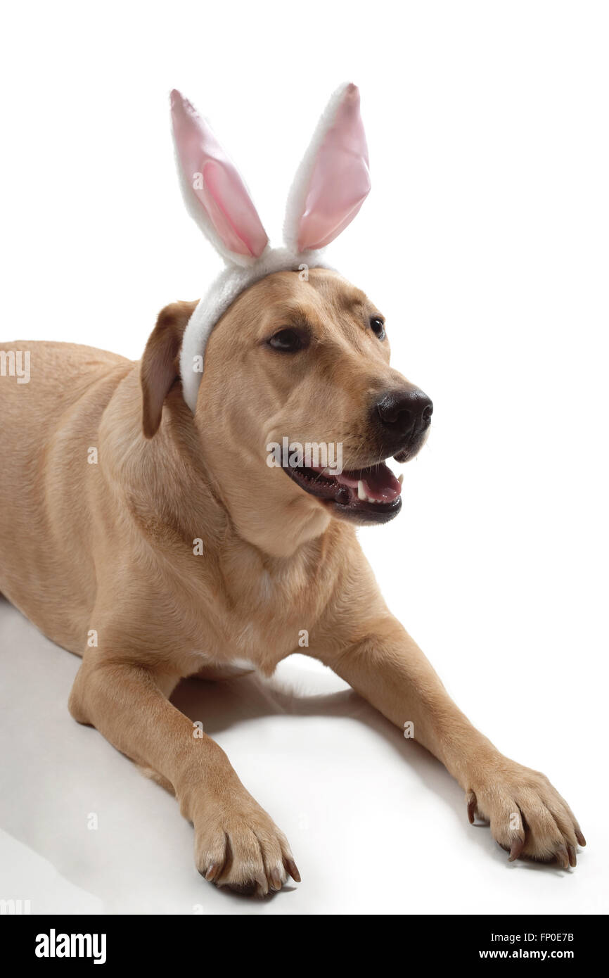 Labrador retriever dog with bunny ears Stock Photo Alamy