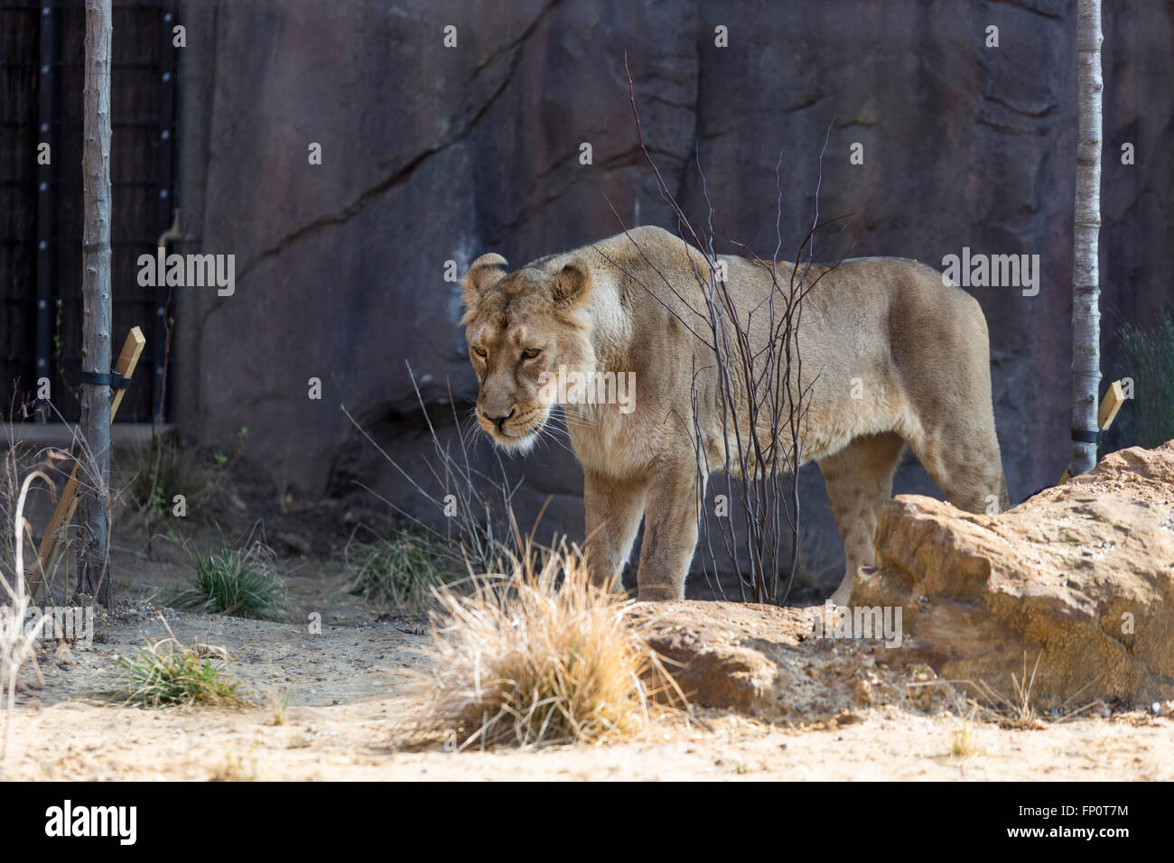 London, UK. 17 March 2016. ZSL London Zoo presents Land of the Lions, a ...