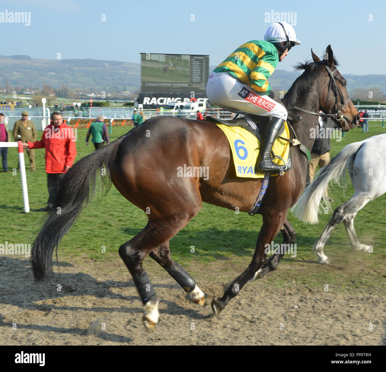 Cheltenham, Gloucestershire, UK. 17th Mar, 2016. Gilgamboa ridden by Barry Geraghty entering the course for the Ryanair Steeple Chase  at St Patrick's Thursday, Cheltenham Racecourse, Cheltenham, Gloucestershire.UK Credit:  jules annan/Alamy Live News Stock Photo