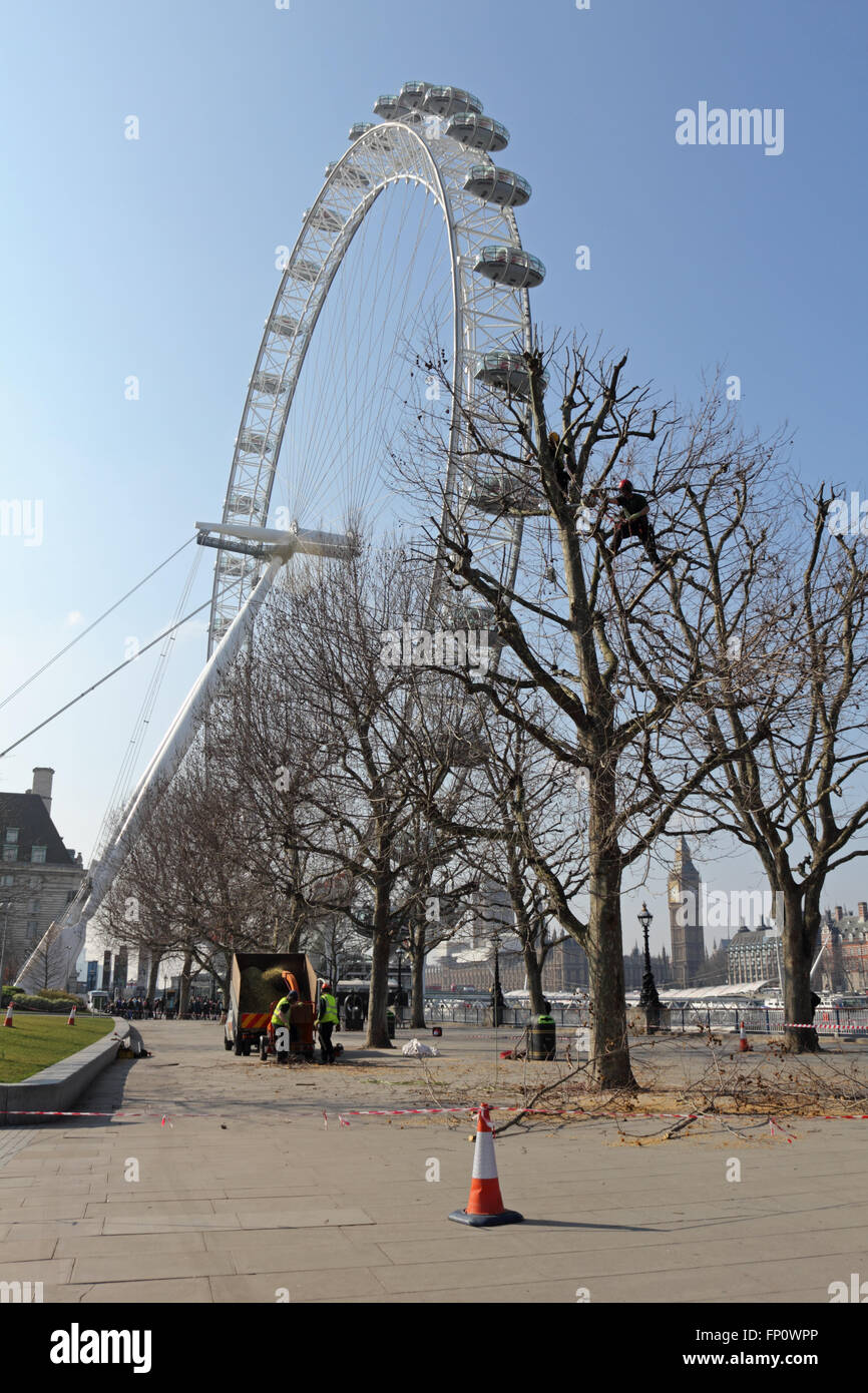 Southbank, London, UK. 17th March 2016. The London Plane trees on the Southbank at Jubilee Gardens being pollarded by arborists with specialist climbing equipment and chainsaws. Credit:  Julia Gavin UK/Alamy Live News Stock Photo