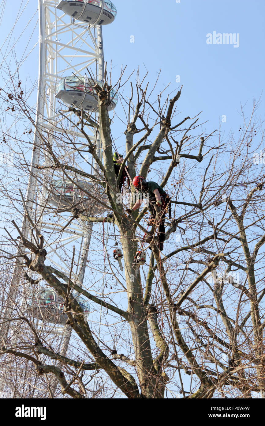 Southbank, London, UK. 17th March 2016. The London Plane trees on the Southbank at Jubilee Gardens being pollarded by arborists with specialist climbing equipment and chainsaws. Credit:  Julia Gavin UK/Alamy Live News Stock Photo