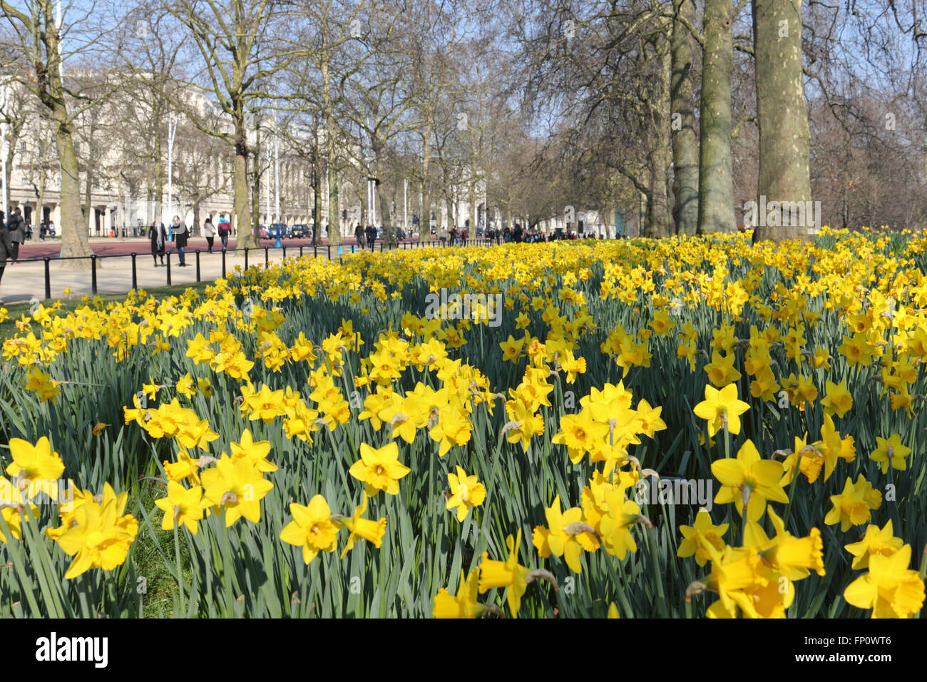 St James S Park London Uk 17th March 2016 A Dazzling Display Of