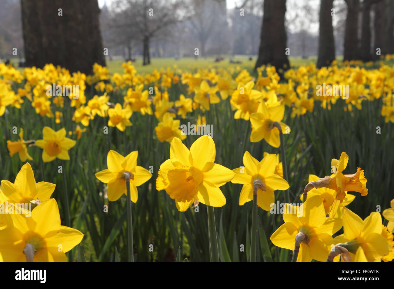 St James S Park London Uk 17th March 2016 A Dazzling Display Of