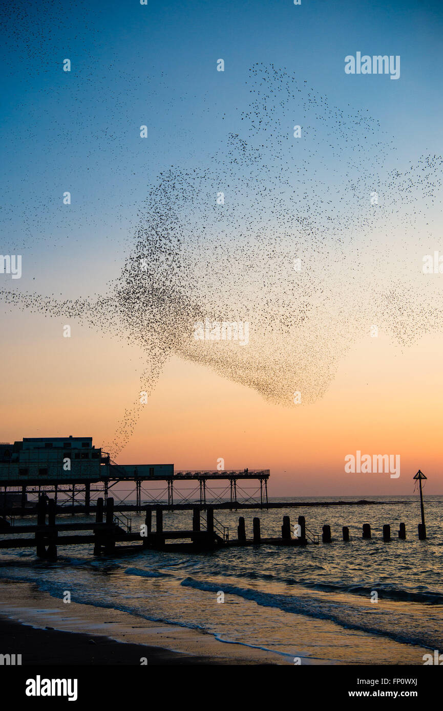 Aberystwyth Wales UK, Thursday  17 March 2016   UK weather:  As the sun sets over Cardigan Bay , flocks of thousands of tiny starlings fly in huge spectacular ‘murmurations’ over  Aberystwyth pier   The displays are becoming more impressive as the birds approach the time when they will leave for their summer grounds in Scandinavia and eastern Europe  Known in Welsh as ‘adar yr eira’ or ‘snow birds’ they are on  the RSPB’s endangered ‘red’ list,  and  roost every evening from October to March  on the cast iron legs of the victorian-era pier   Credit:  keith morris/Alamy Live News Stock Photo