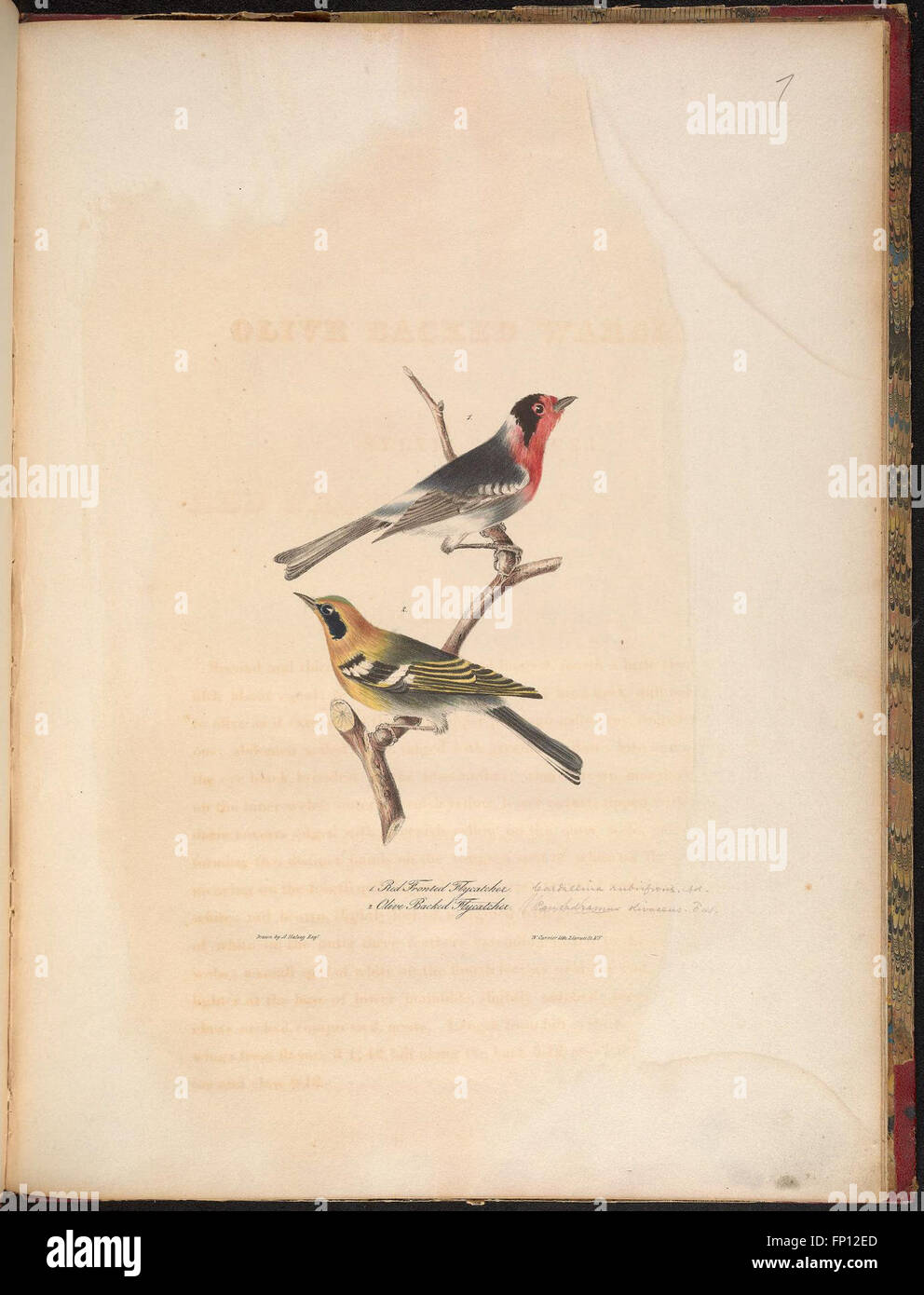 This work details the discovery of sixteen new bird species in North ...