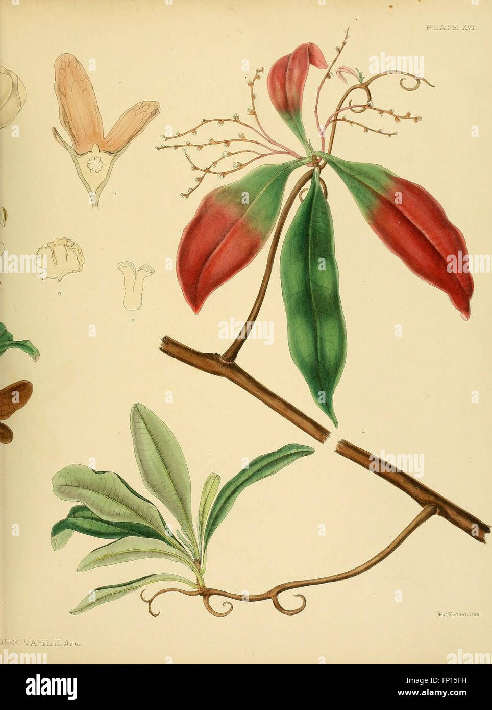 Matabeland This work describes Matabeleland, a region in Southern Africa, and the ...