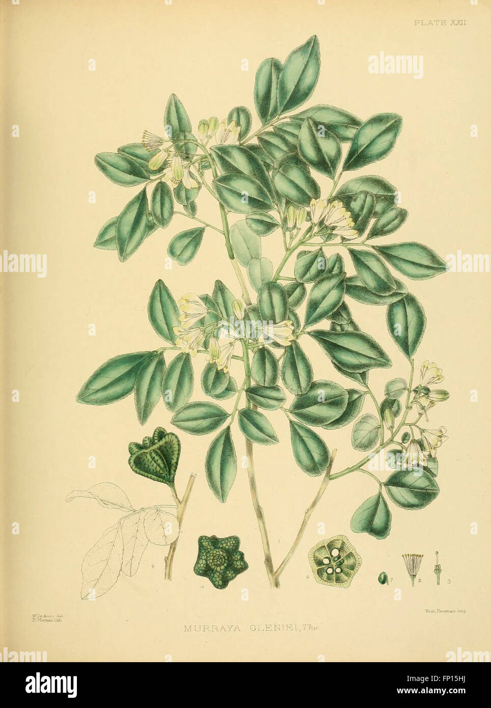 A hand-book to the flora of Ceylon (Plate XXII Stock Photo - Alamy