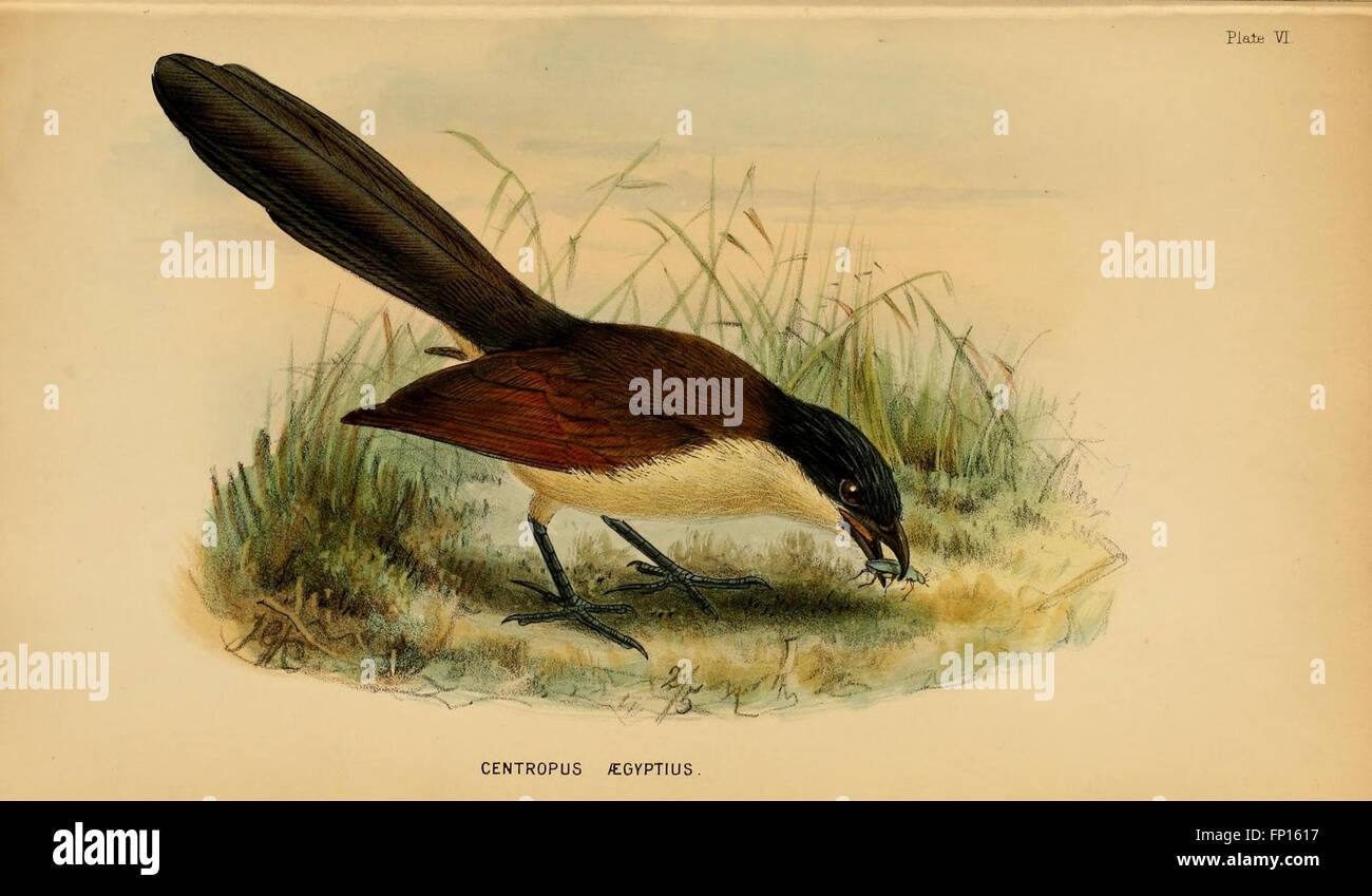 Birds of egypt hires stock photography and images Alamy