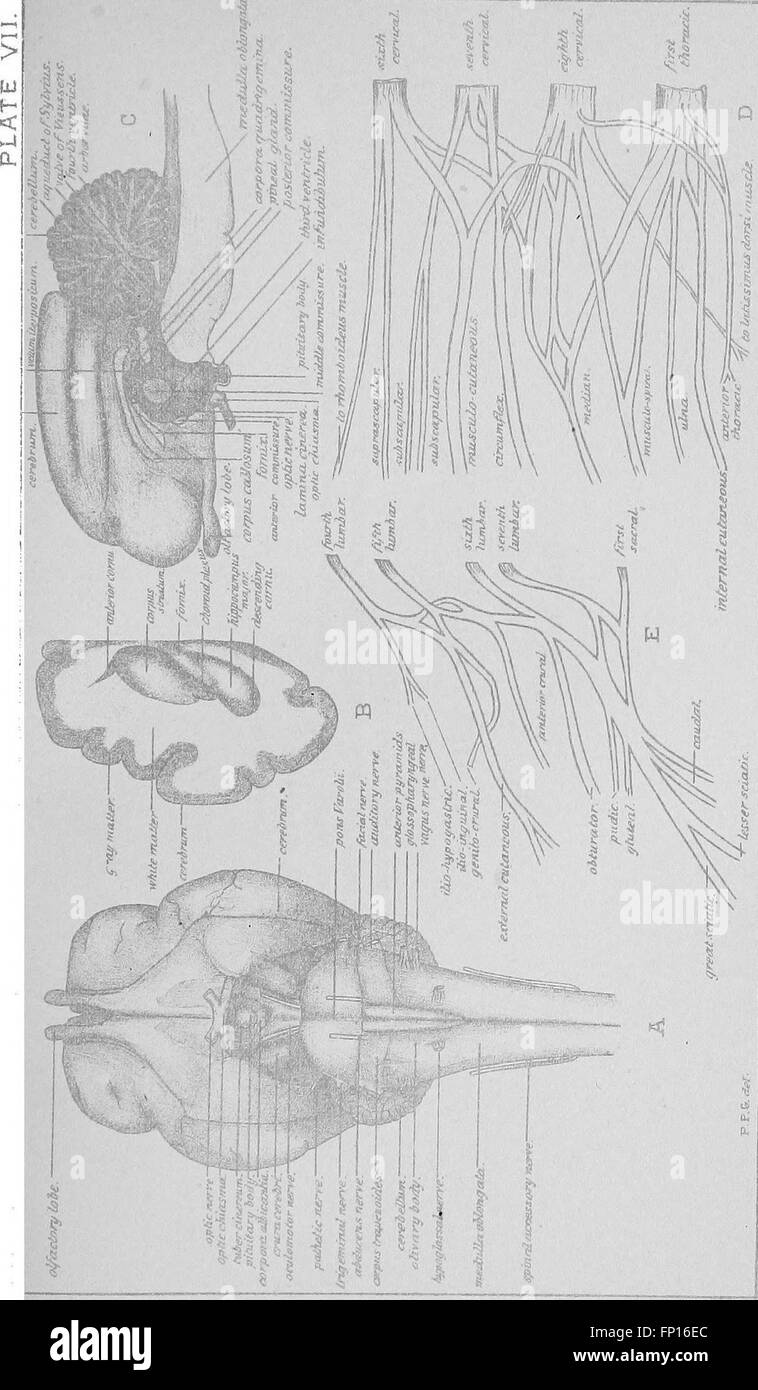 A laboratory guide for the dissection of the cat. An introduction to the study of anatomy (1901