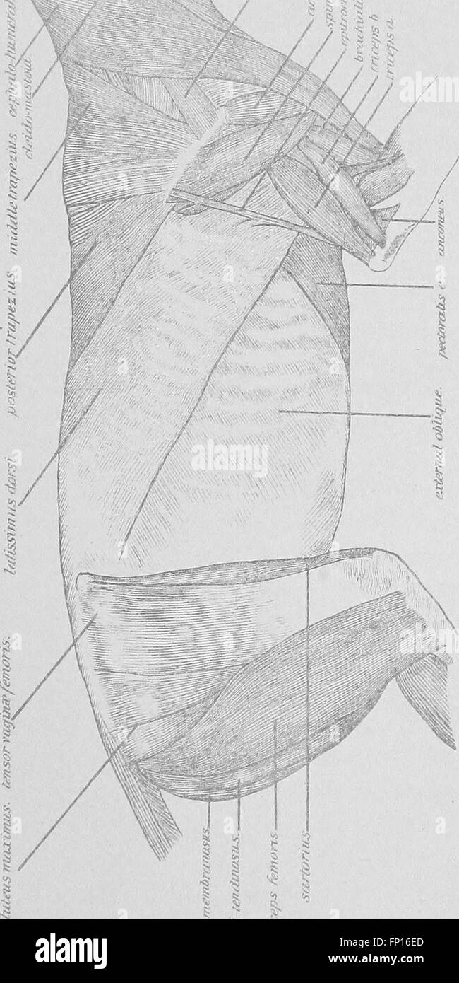 A laboratory guide for the dissection of the cat. An introduction to the study of anatomy (1901