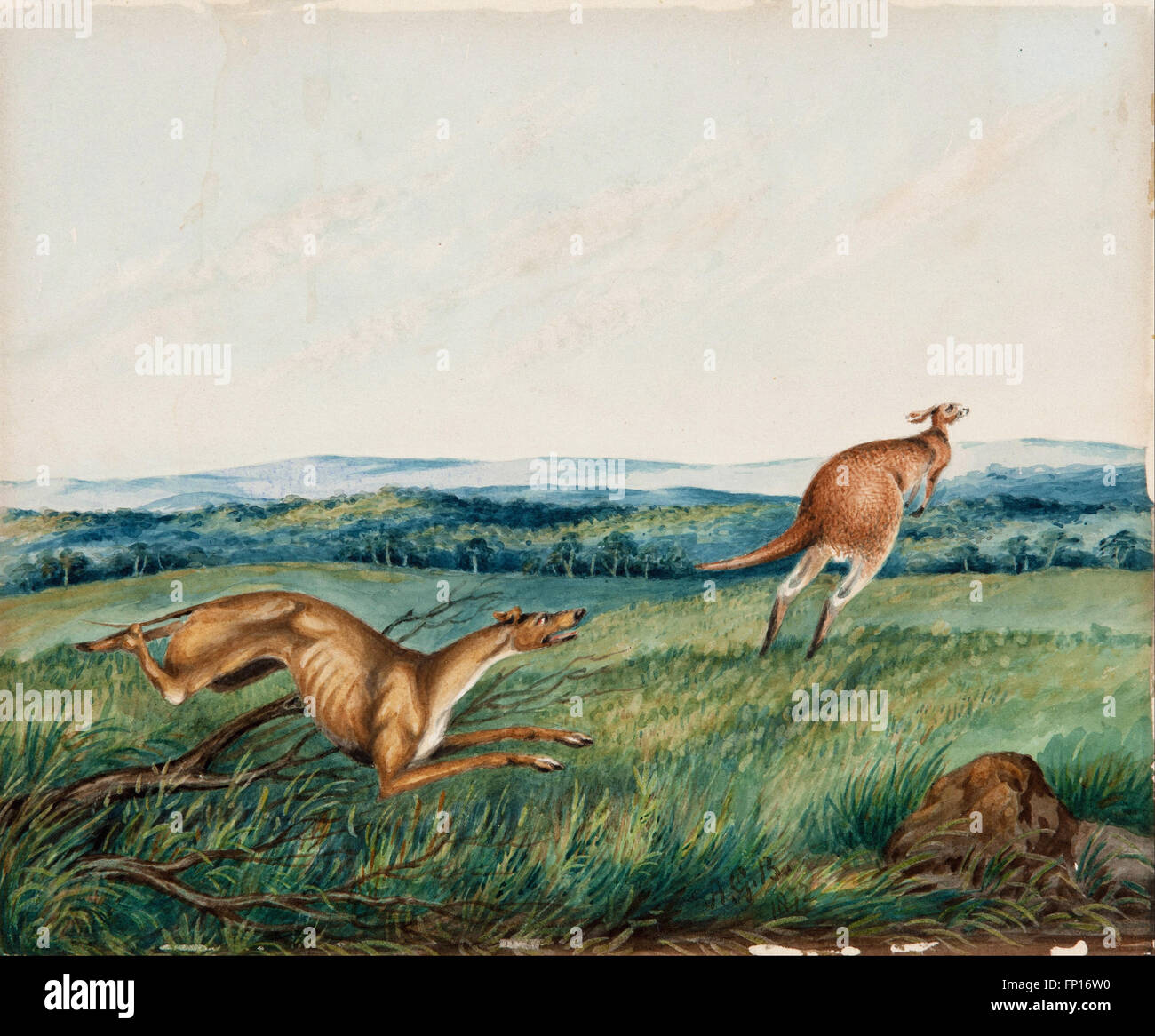 Can Dogs Eat Raw Kangaroo