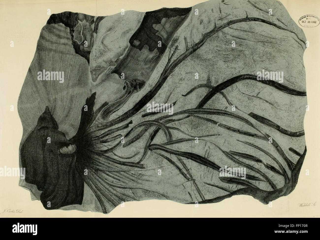 A pictorial atlas of fossil remains, consisting of coloured illustrations selected from Parkinson's Organic remains of a former world, and Artis's Antediluvian phytology. (1850) Stock Photo