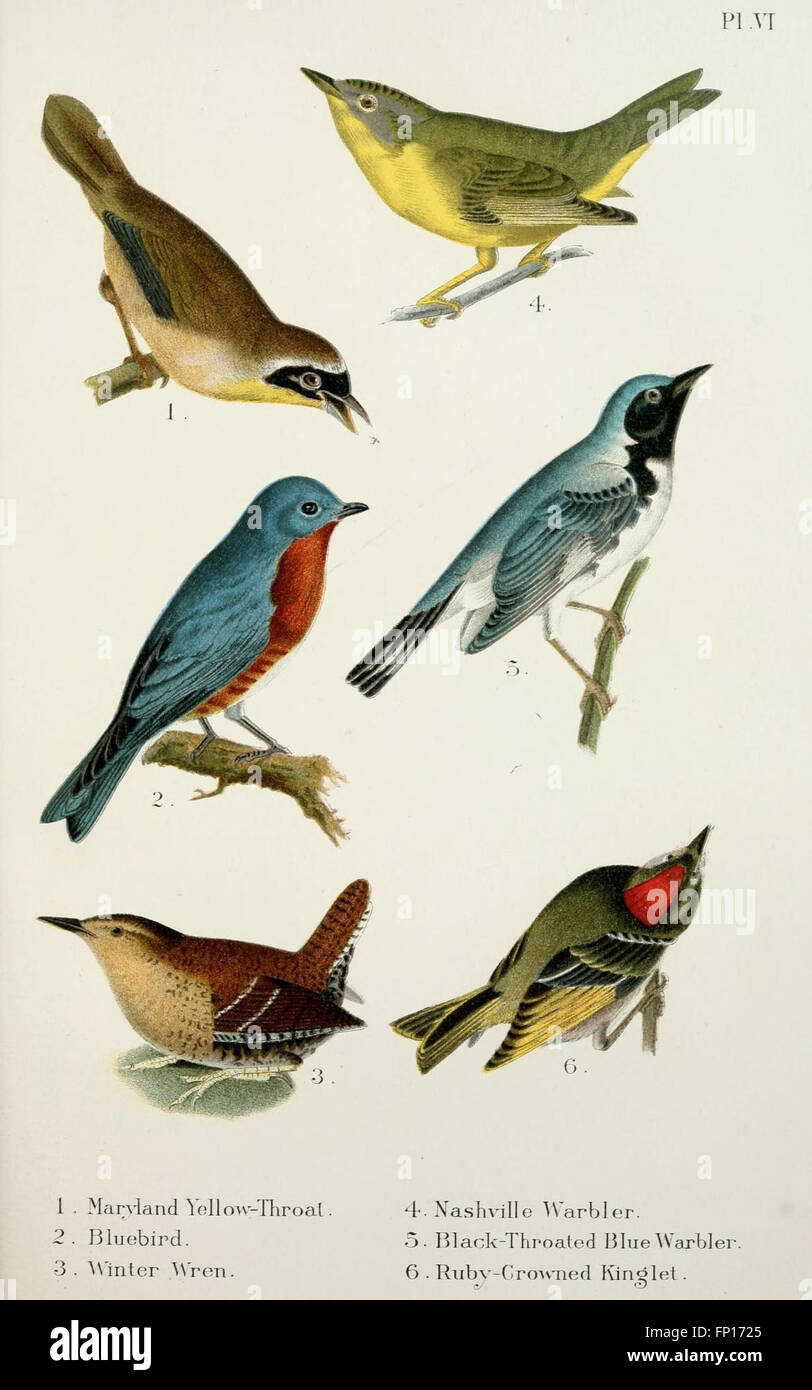This handbook provides a comprehensive guide to bird species in the ...