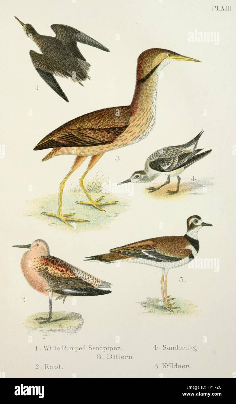 This handbook provides an accessible guide to the bird species found in ...