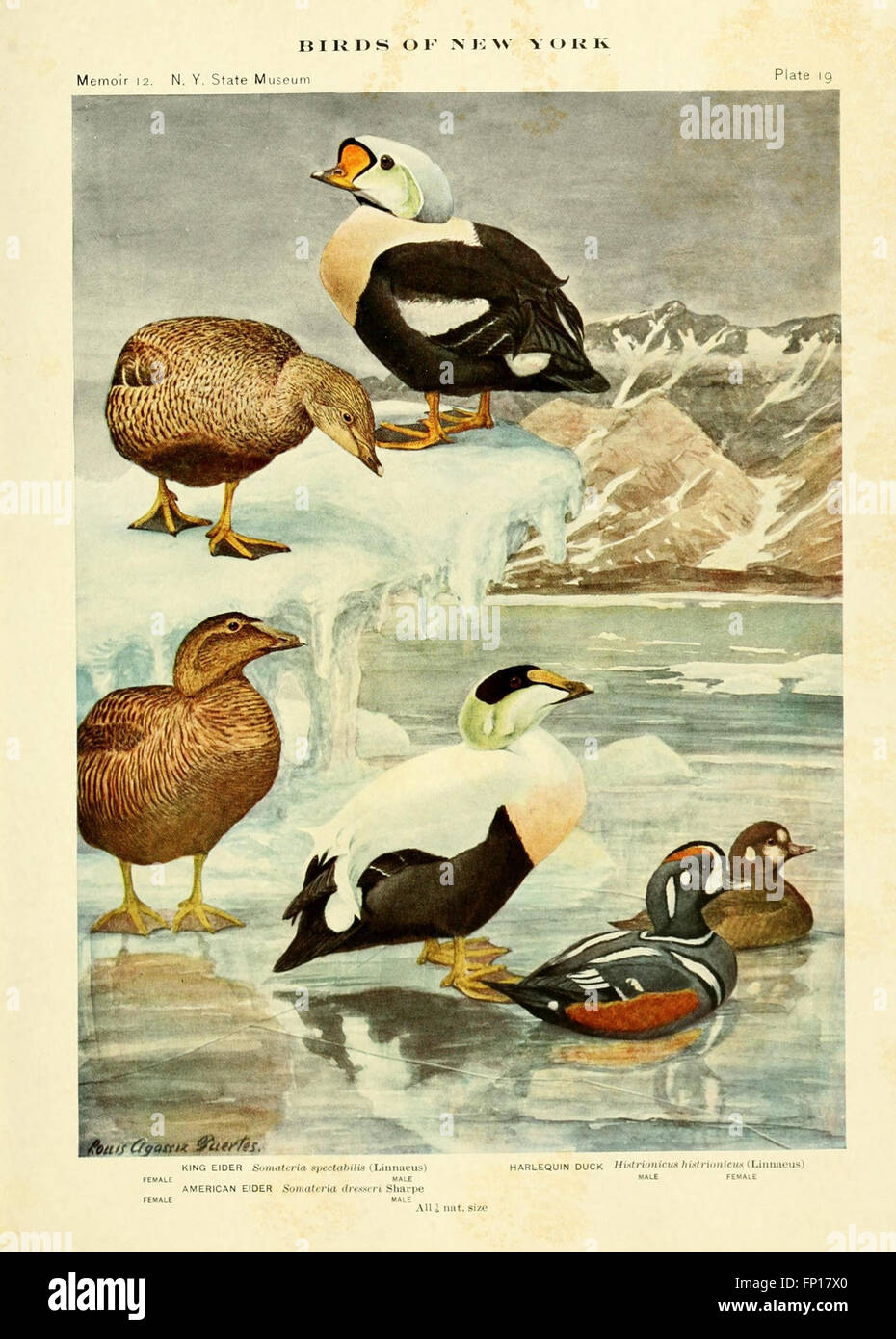 This work provides an overview of bird species found in New York ...