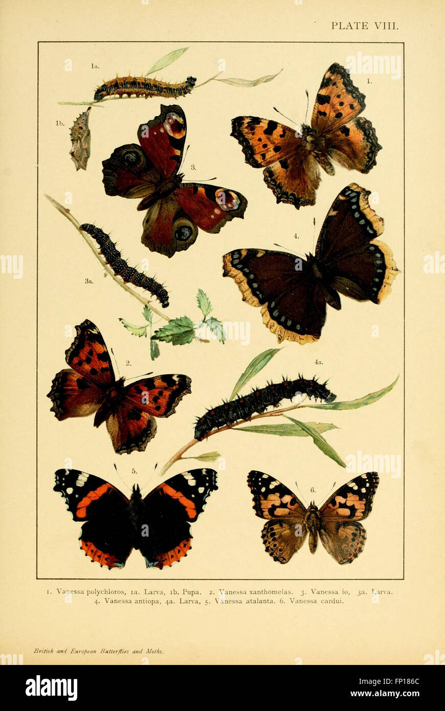 This work covers the study of British and European butterflies and ...