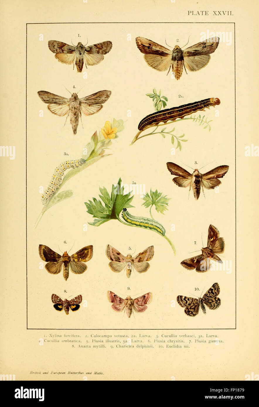 Europe Moth Moths europe hi-res stock photography and images - Alamy