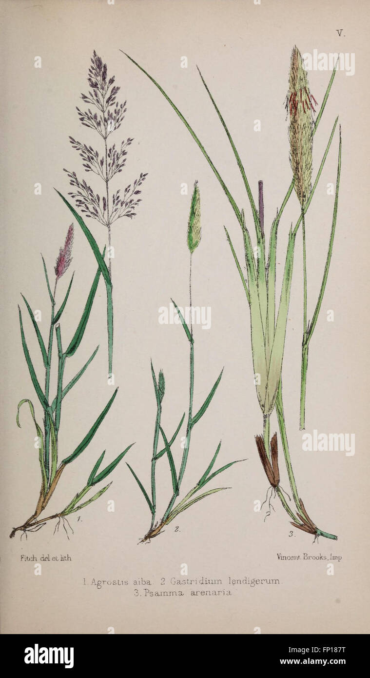 British Grasses Plate V Focuses On The Identification And British Grasses Plate V Focuses On The Identification And