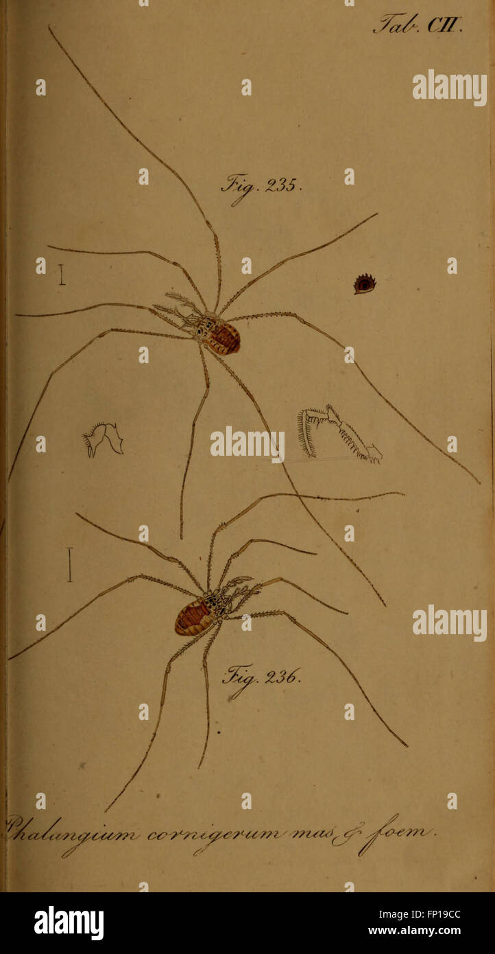 Die Arachniden (Tab. CII) Stock Photo