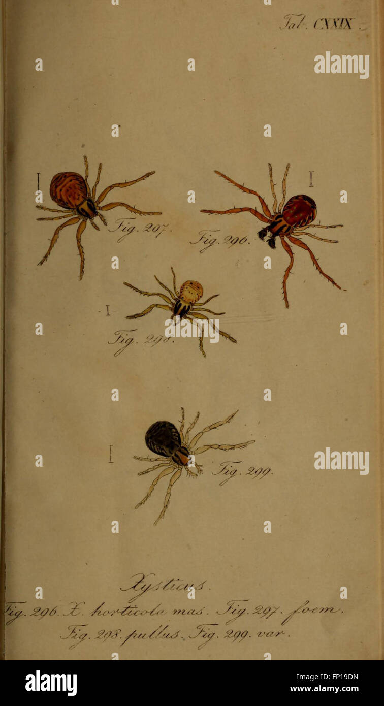 Die Arachniden (Tab. CXXIX) is a detailed study of arachnids, featuring