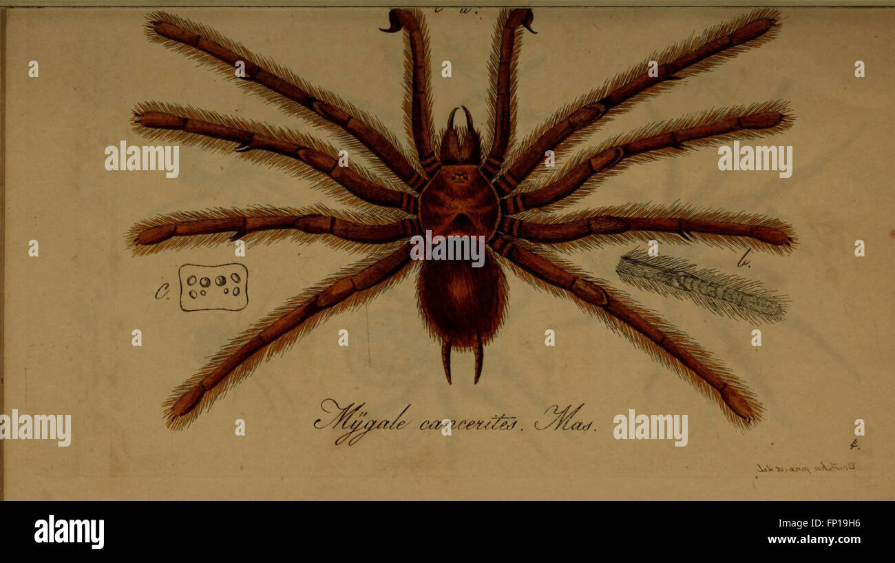 'Die Arachniden' (Plate XIX) is a detailed study of arachnids