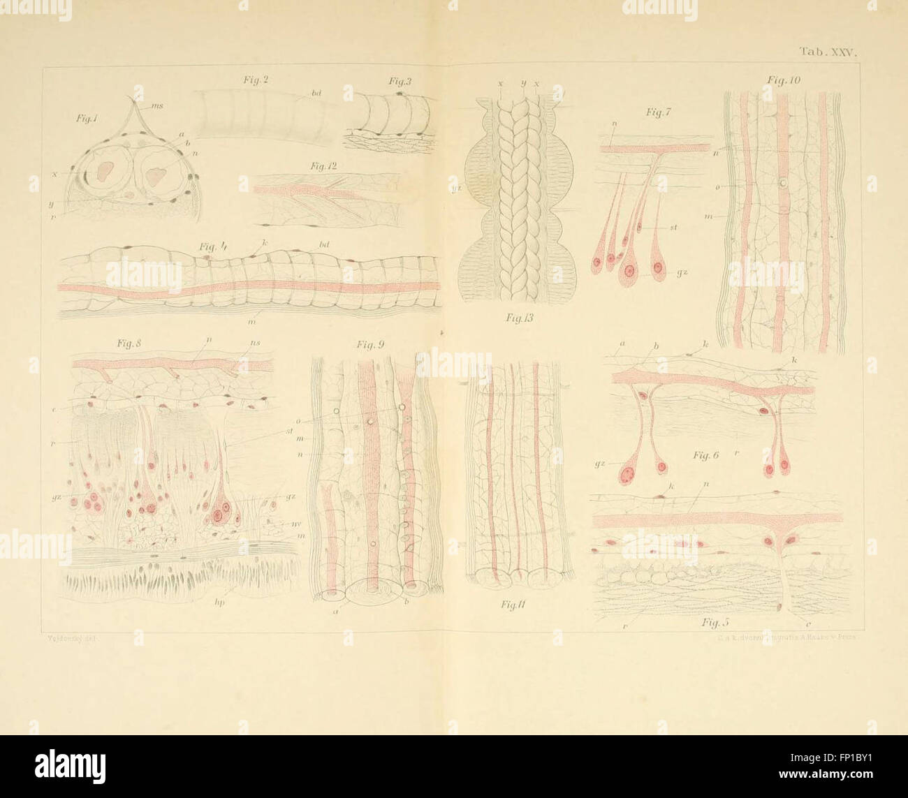 Evolution Histography 'Entwicklungsgeschichtliche Untersuchungen' is a work on evolutionary ...