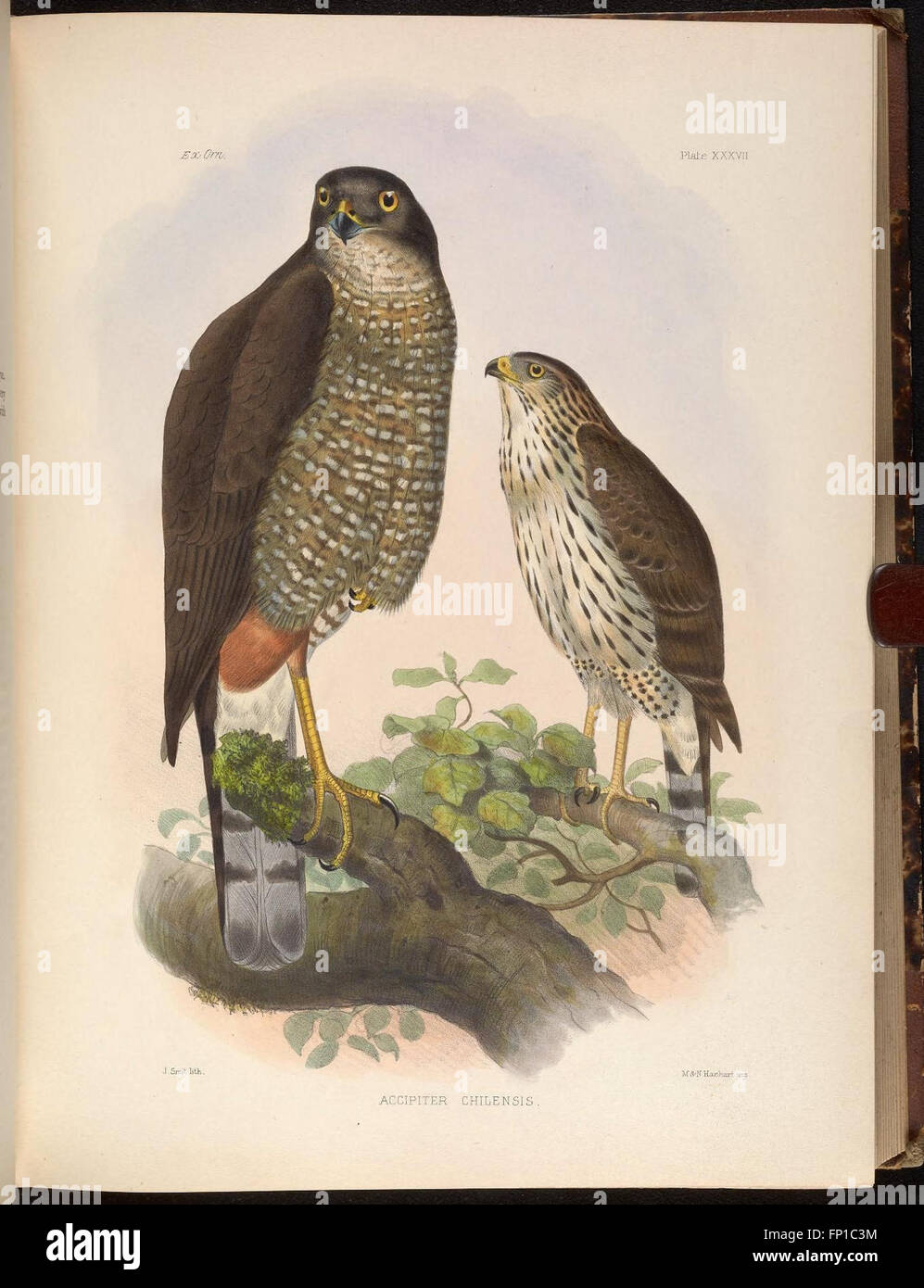 'Exotic Ornithology' features an in-depth exploration of rare and ...