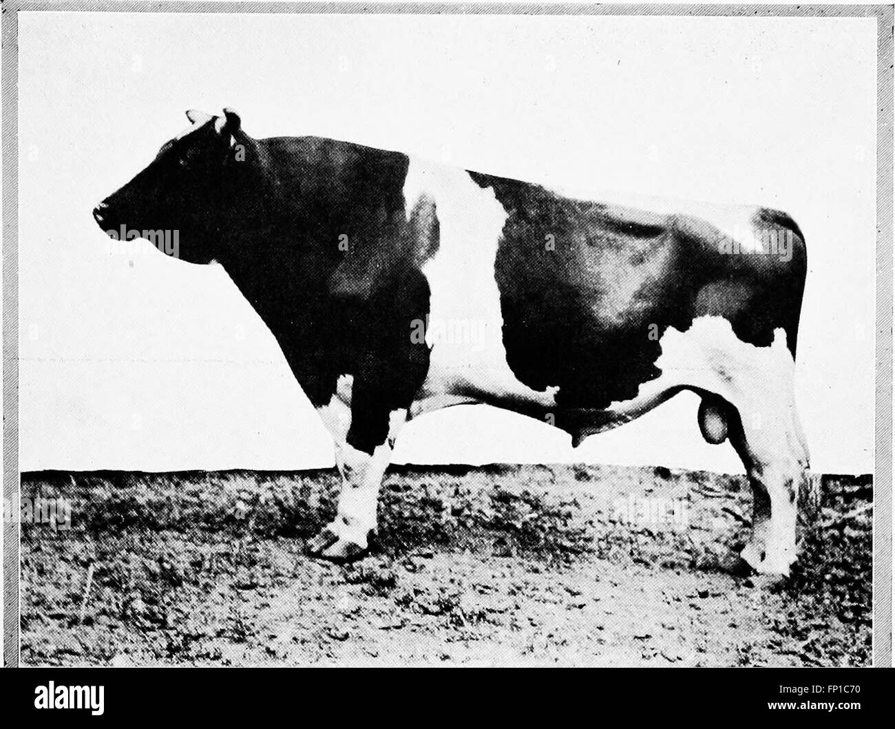 Feeding dairy cattle (1921 Stock Photo Alamy