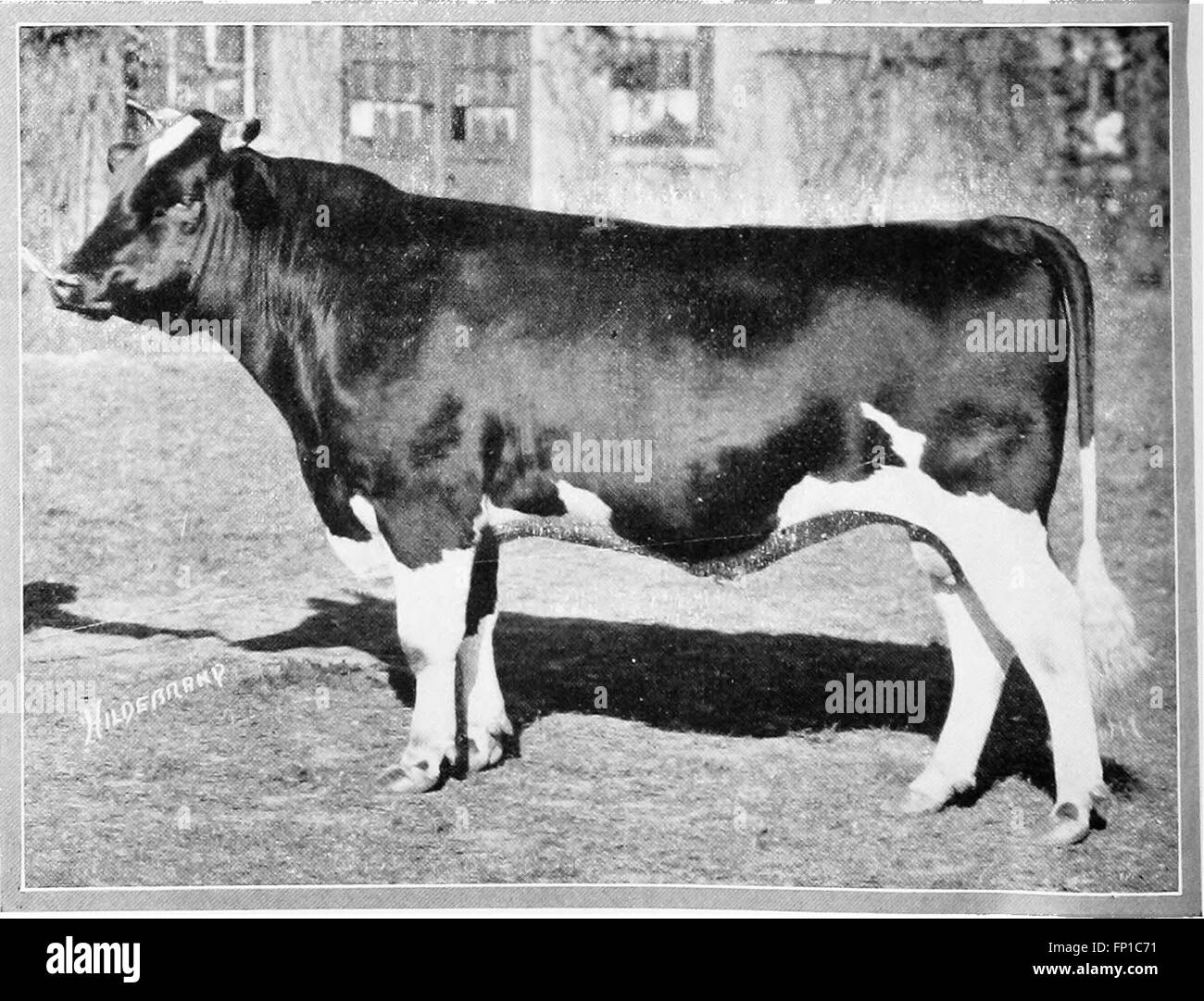 Feeding dairy cattle (1921 Stock Photo Alamy