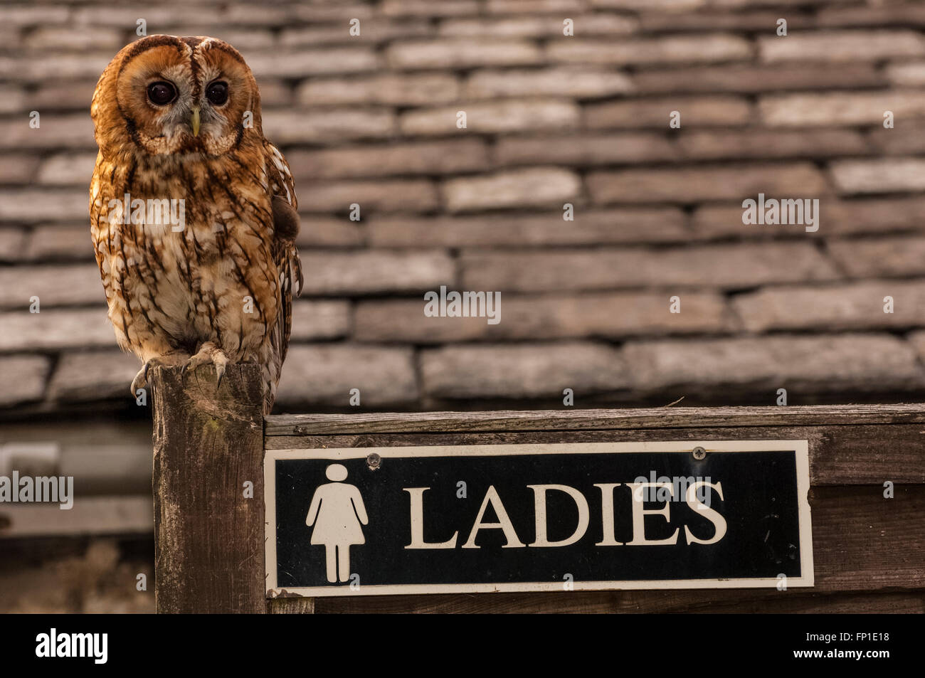 A young Tawny owl stands guard at the entrance to the Ladies toilets Stock Photo