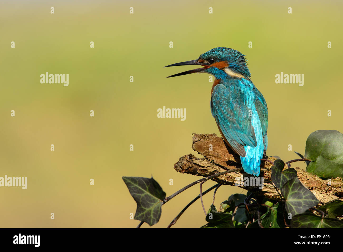 Kingfisher male calling to the approaching female, while sitting on a branch with Ivy leaves Stock Photo