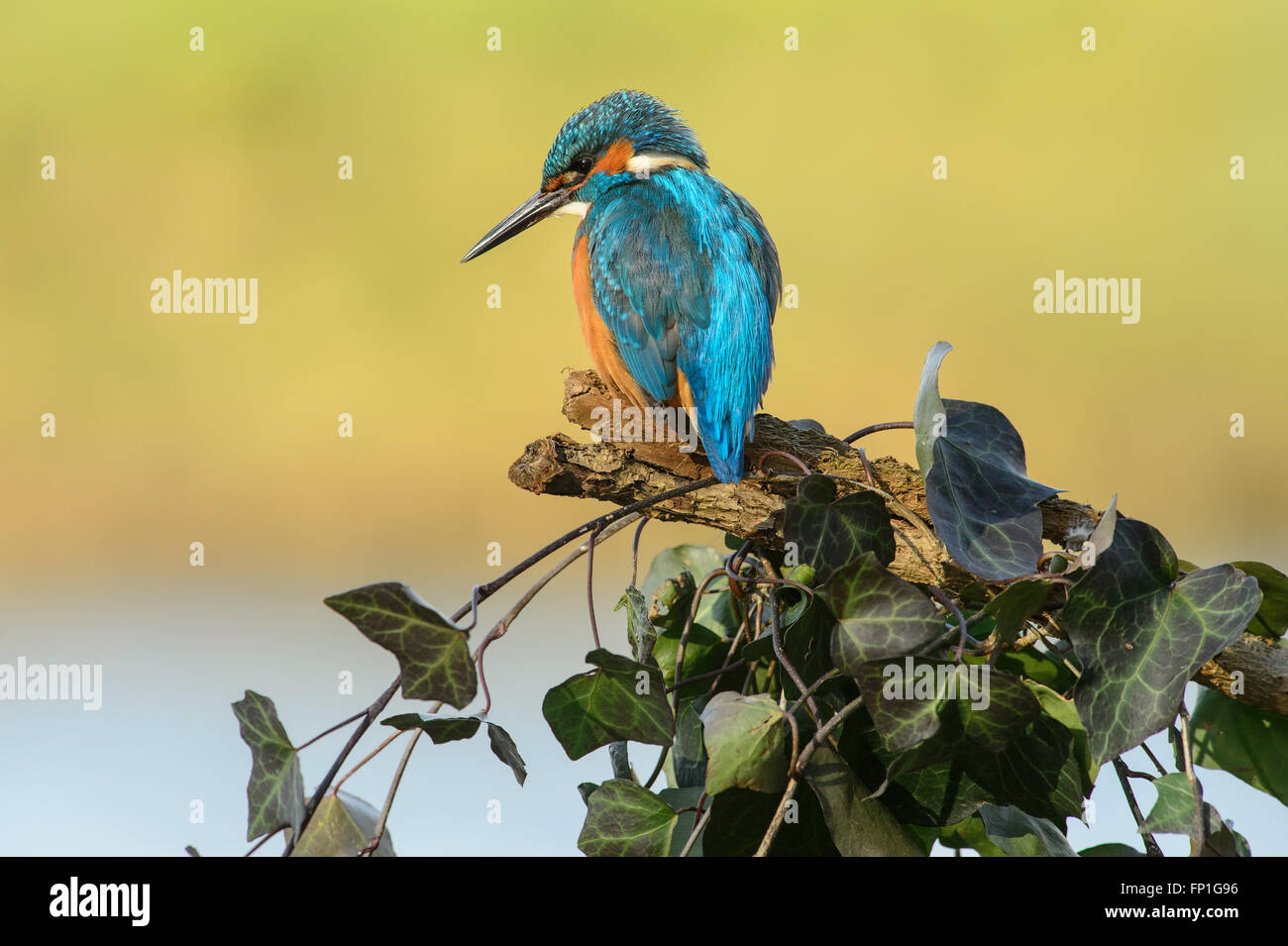 Male kingfisher on a branch with Ivy, looking down into the water for fish to catch Stock Photo